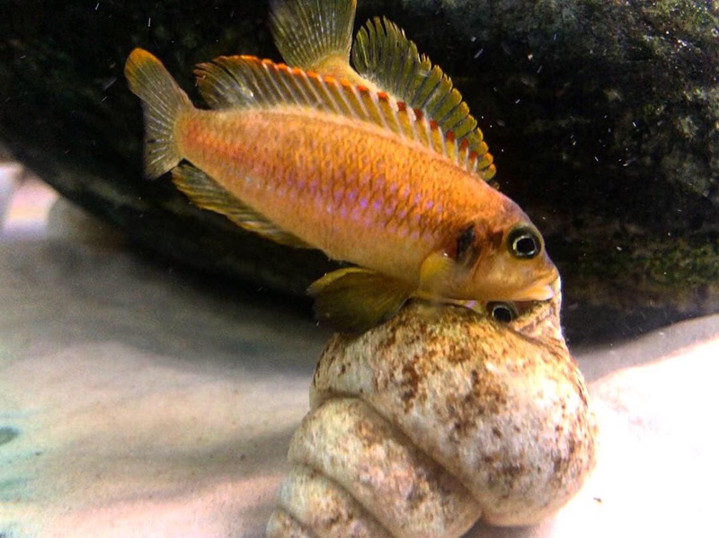 Lamprologus ocellatus 'Gold'